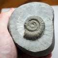 Dactylioceras Ammonite Fossil From Whitby Yorkshire Coast