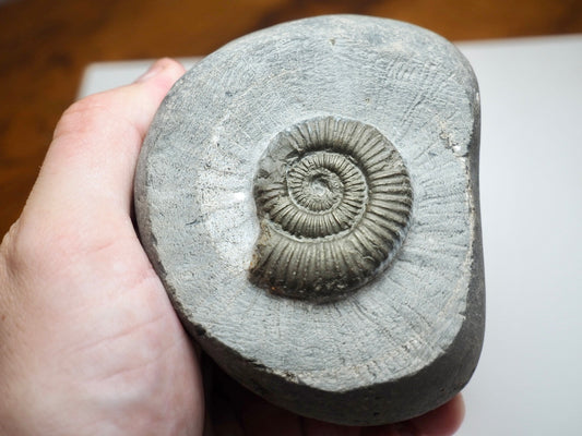 Dactylioceras Ammonite Fossil From Whitby Yorkshire Coast