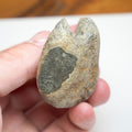 Partial Marine Crocodile Vertebra Fossil Whitby UK