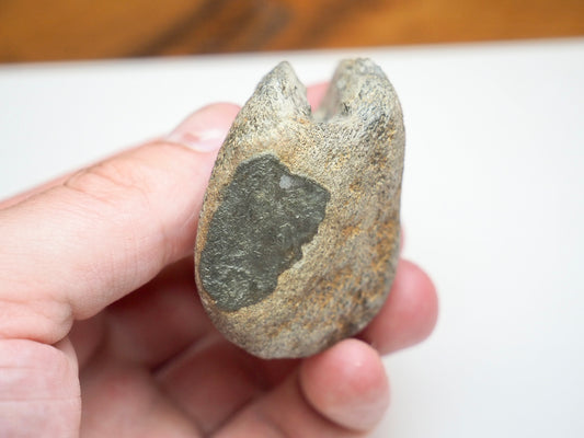 Partial Marine Crocodile Vertebra Fossil Whitby UK