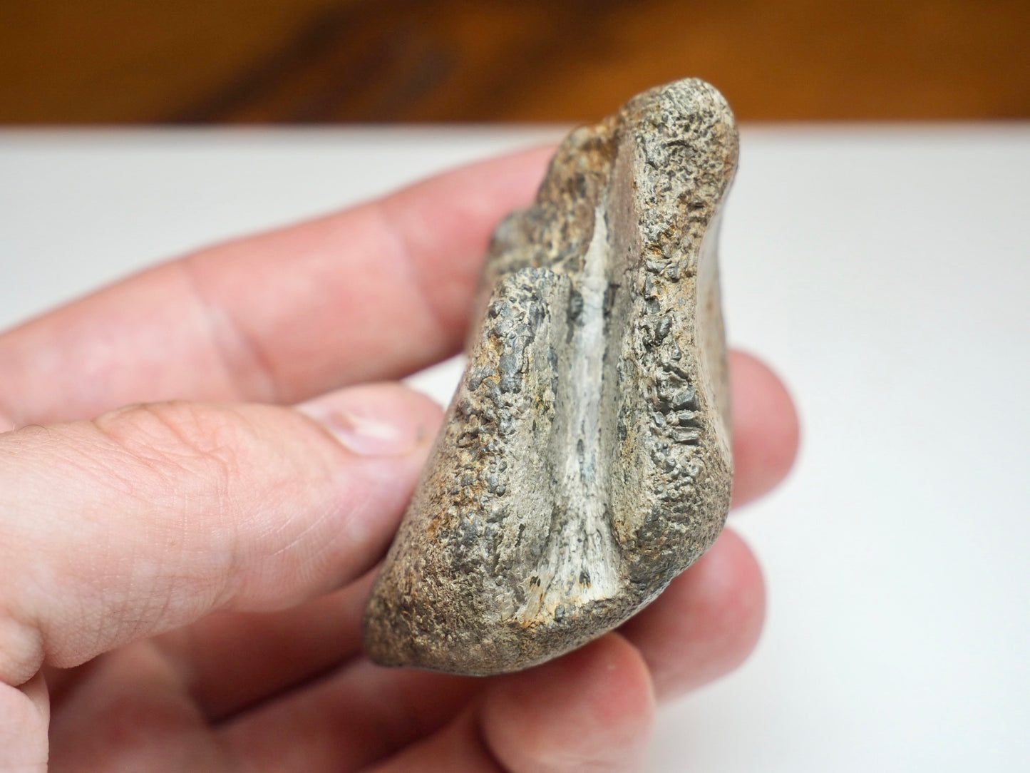 Partial Marine Crocodile Vertebra Fossil Whitby UK