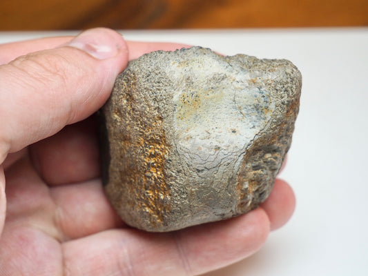 Partial Marine Crocodile Vertebra Fossil Whitby UK