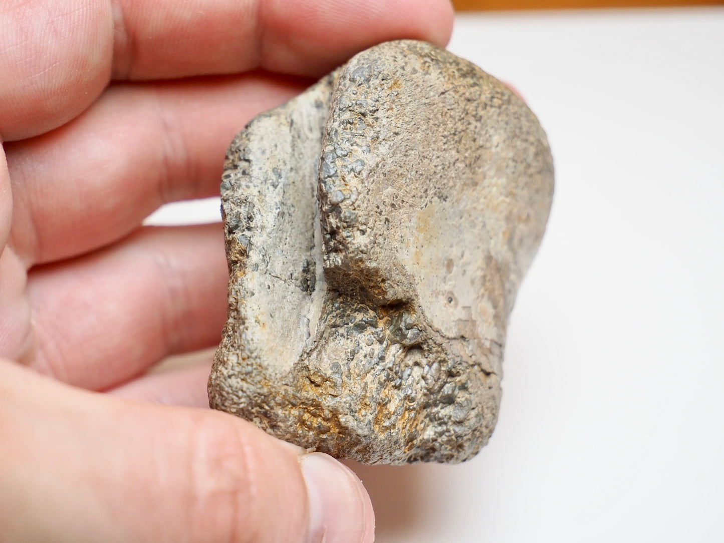 Partial Marine Crocodile Vertebra Fossil Whitby UK