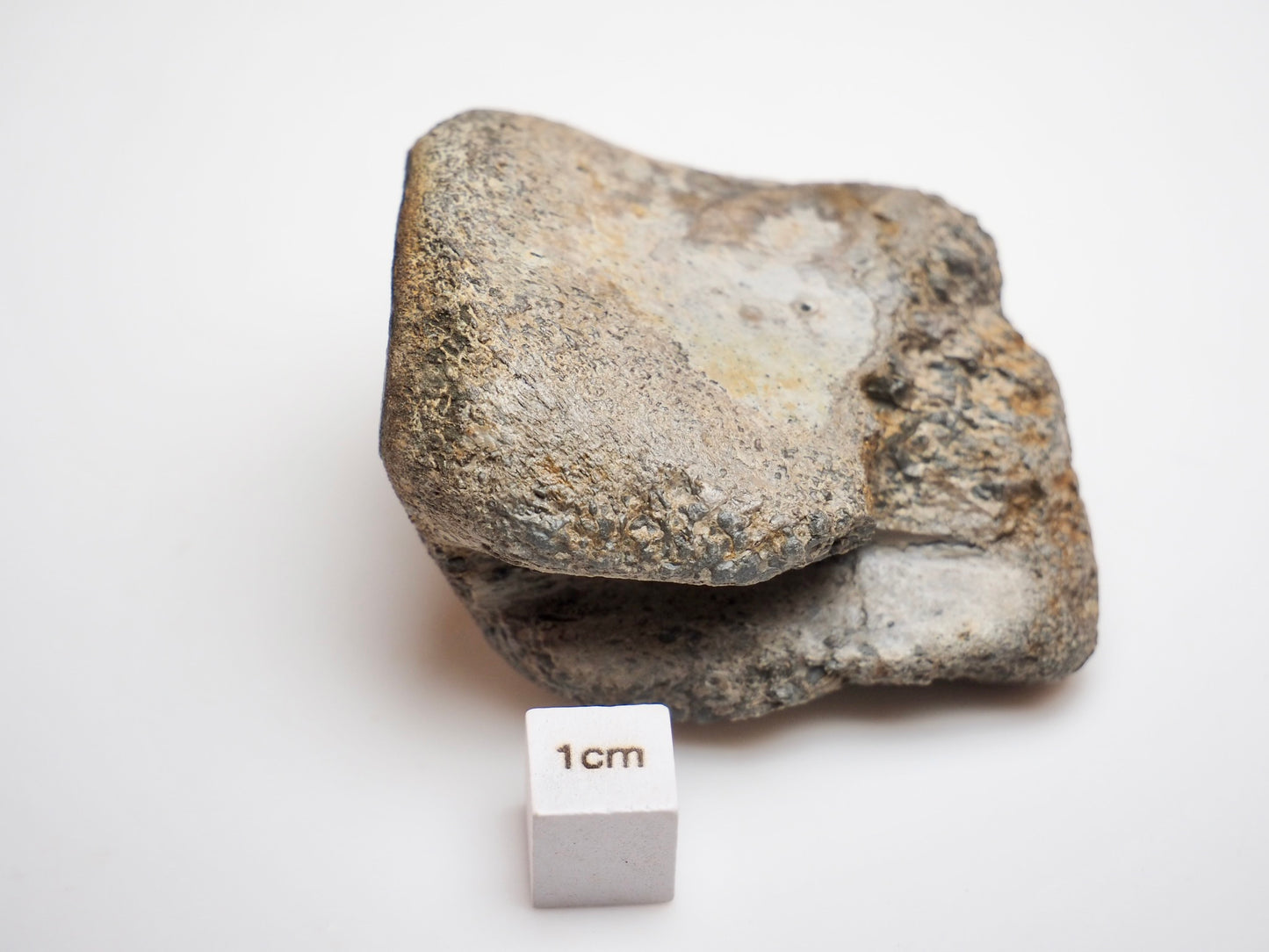 Partial Marine Crocodile Vertebra Fossil Whitby UK