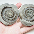 Dactylioceras Tenuicostatum Ammonite Split Pair From Whitby Yorkshire Coast