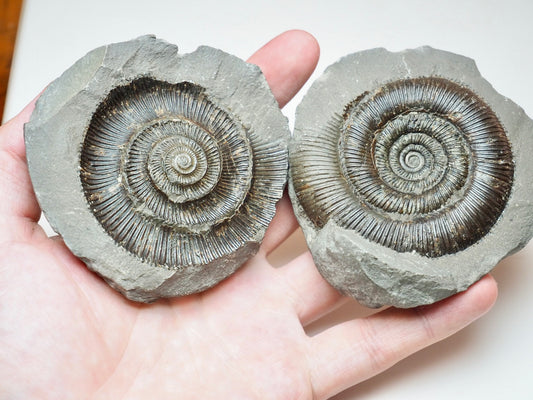 Dactylioceras Tenuicostatum Ammonite Split Pair From Whitby Yorkshire Coast