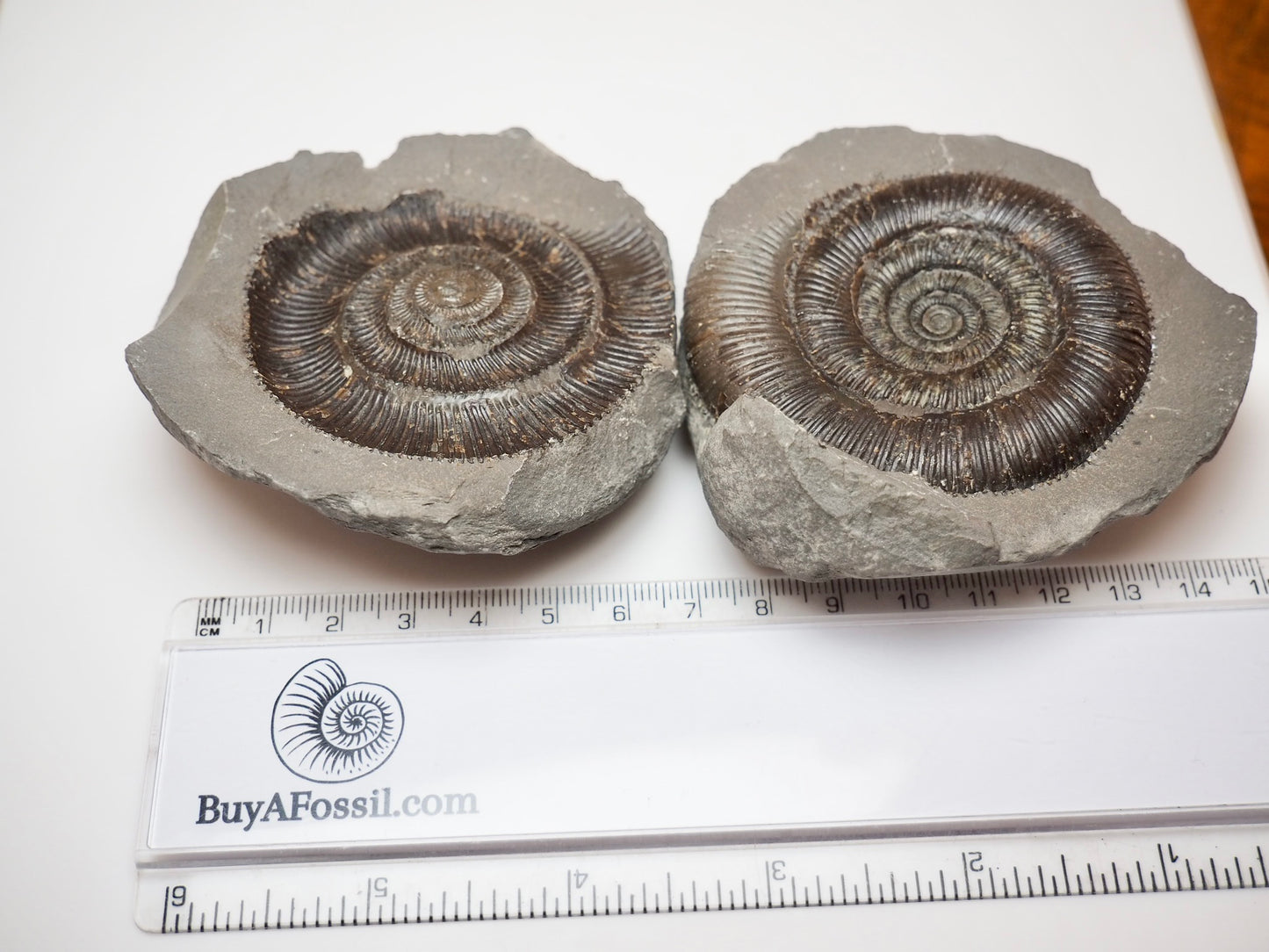 Dactylioceras Tenuicostatum Ammonite Split Pair From Whitby Yorkshire Coast