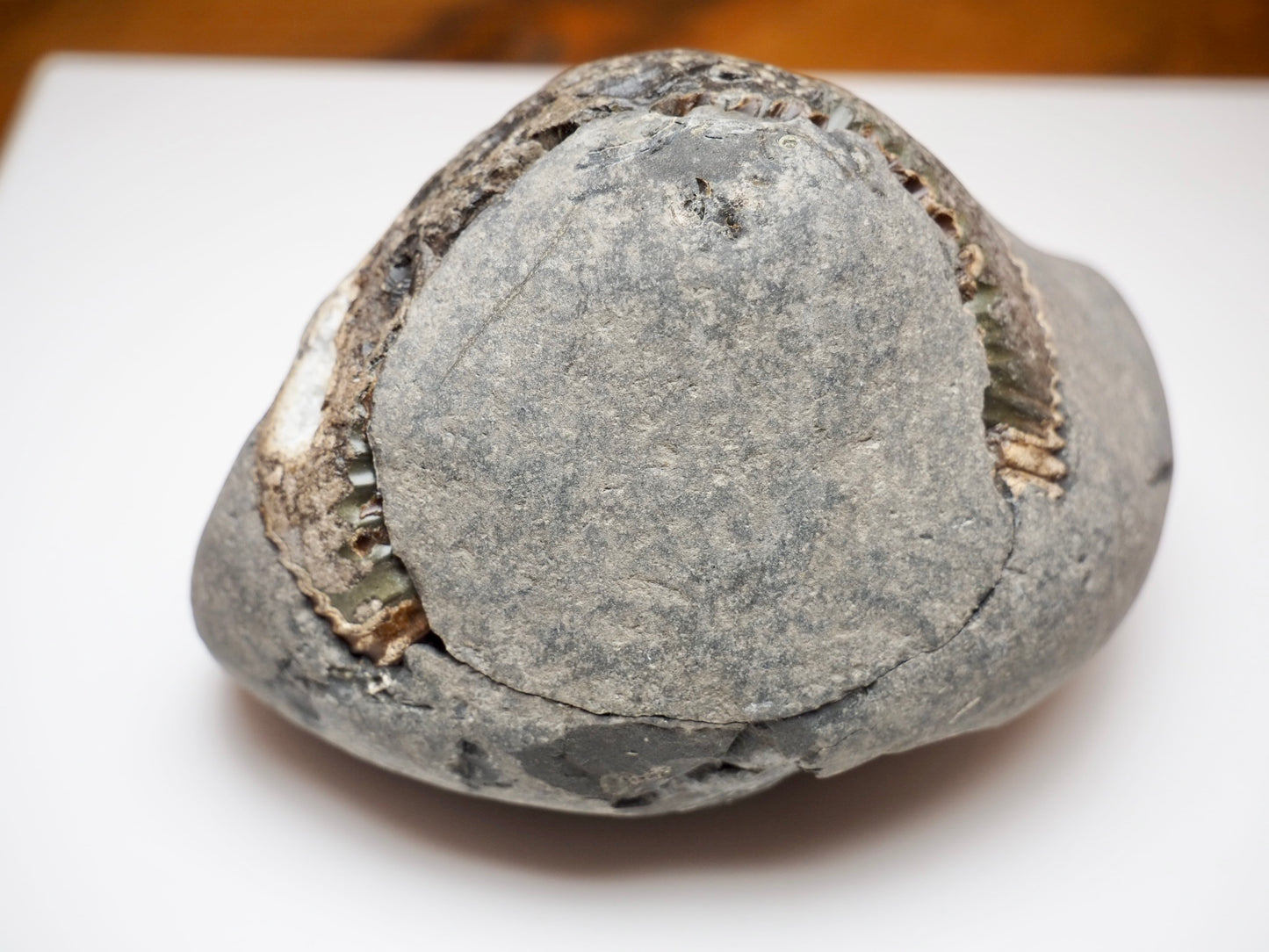 Dactylioceras Ammonite Split Pair Fossil Pebble Whitby Yorkshire Coast