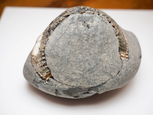 Dactylioceras Ammonite Split Pair Fossil Pebble Whitby Yorkshire Coast