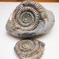 Dactylioceras Ammonite Split Pair Fossil Pebble Whitby Yorkshire Coast