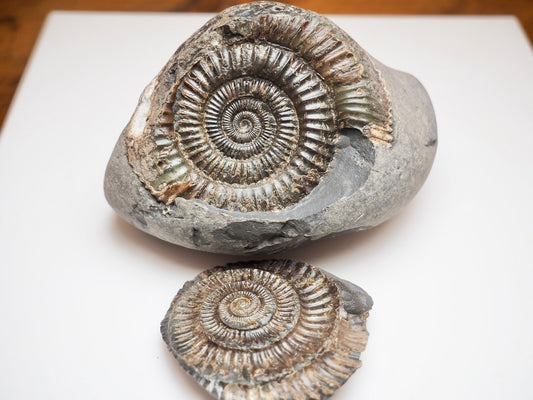 Dactylioceras Ammonite Split Pair Fossil Pebble Whitby Yorkshire Coast