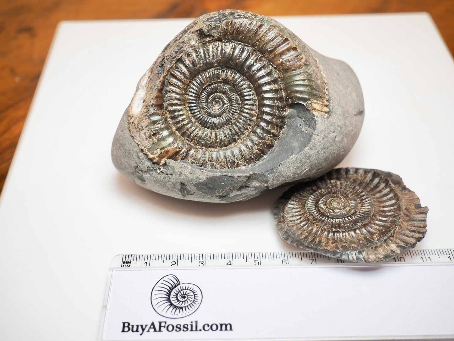 Dactylioceras Ammonite Split Pair Fossil Pebble Whitby Yorkshire Coast