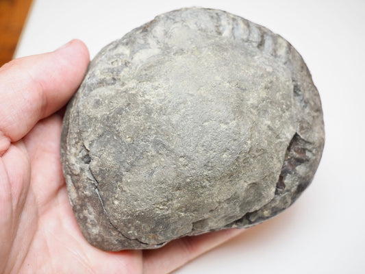 Hildoceras Ammonite Fossil Split Pair From Whitby Yorkshire Coast
