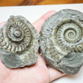 Hildoceras Ammonite Fossil Split Pair From Whitby Yorkshire Coast