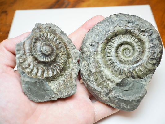 Hildoceras Ammonite Fossil Split Pair From Whitby Yorkshire Coast