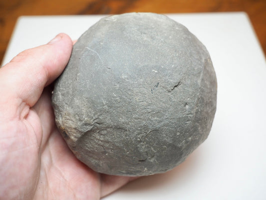 Whitby Jurassic Ammonite Split Pair – Dactylioceras Tenuicostatum