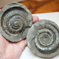 Whitby Jurassic Ammonite Split Pair – Dactylioceras Tenuicostatum