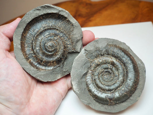 Whitby Jurassic Ammonite Split Pair – Dactylioceras Tenuicostatum