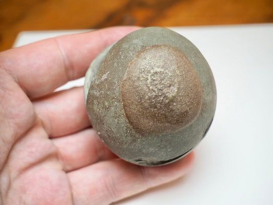 Small Eleganticeras Pyrite Ammonite Split Pair Nodule From Whitby