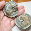 Small Eleganticeras Pyrite Ammonite Split Pair Nodule From Whitby