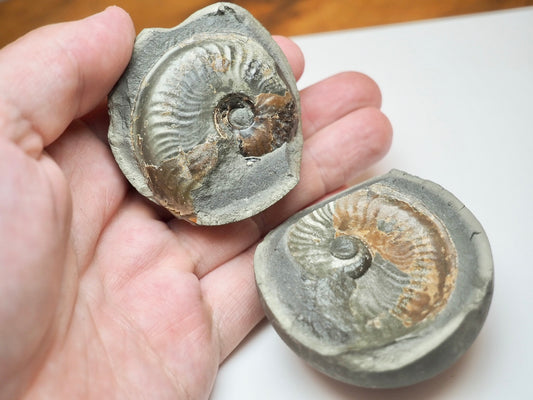 Small Eleganticeras Pyrite Ammonite Split Pair Nodule From Whitby