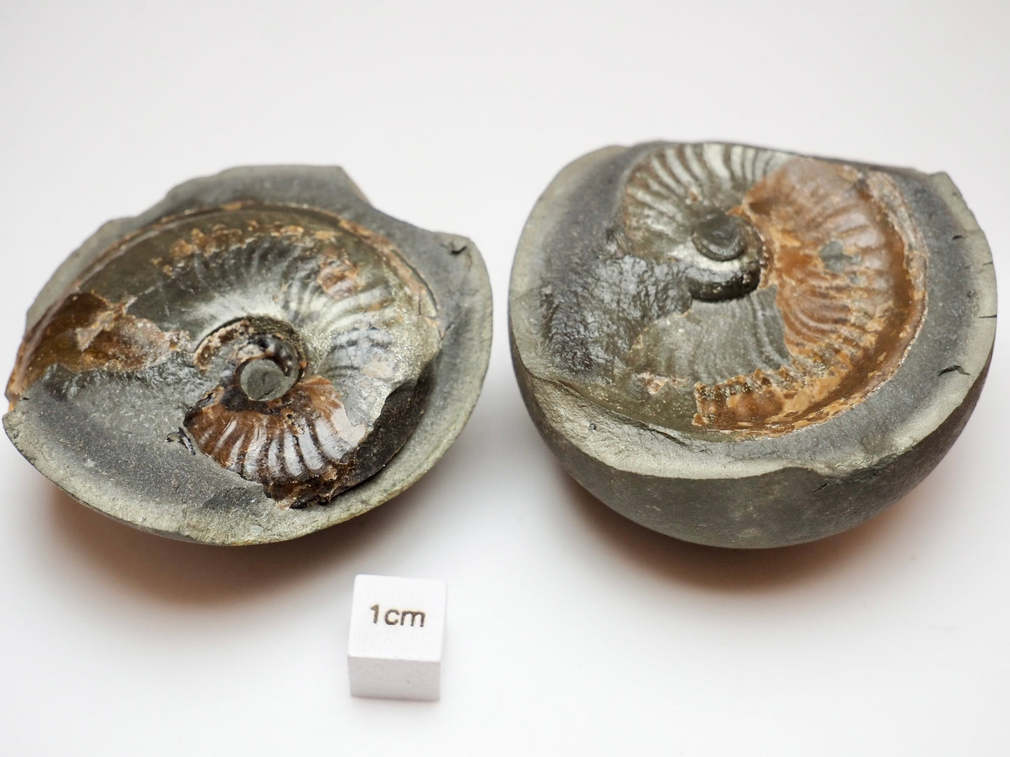 Small Eleganticeras Pyrite Ammonite Split Pair Nodule From Whitby