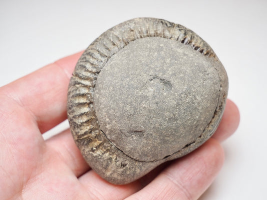 Classic Dactylioceras Ammonite Split Pair Fossil Whitby Yorkshire Coast