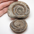 Classic Dactylioceras Ammonite Split Pair Fossil Whitby Yorkshire Coast