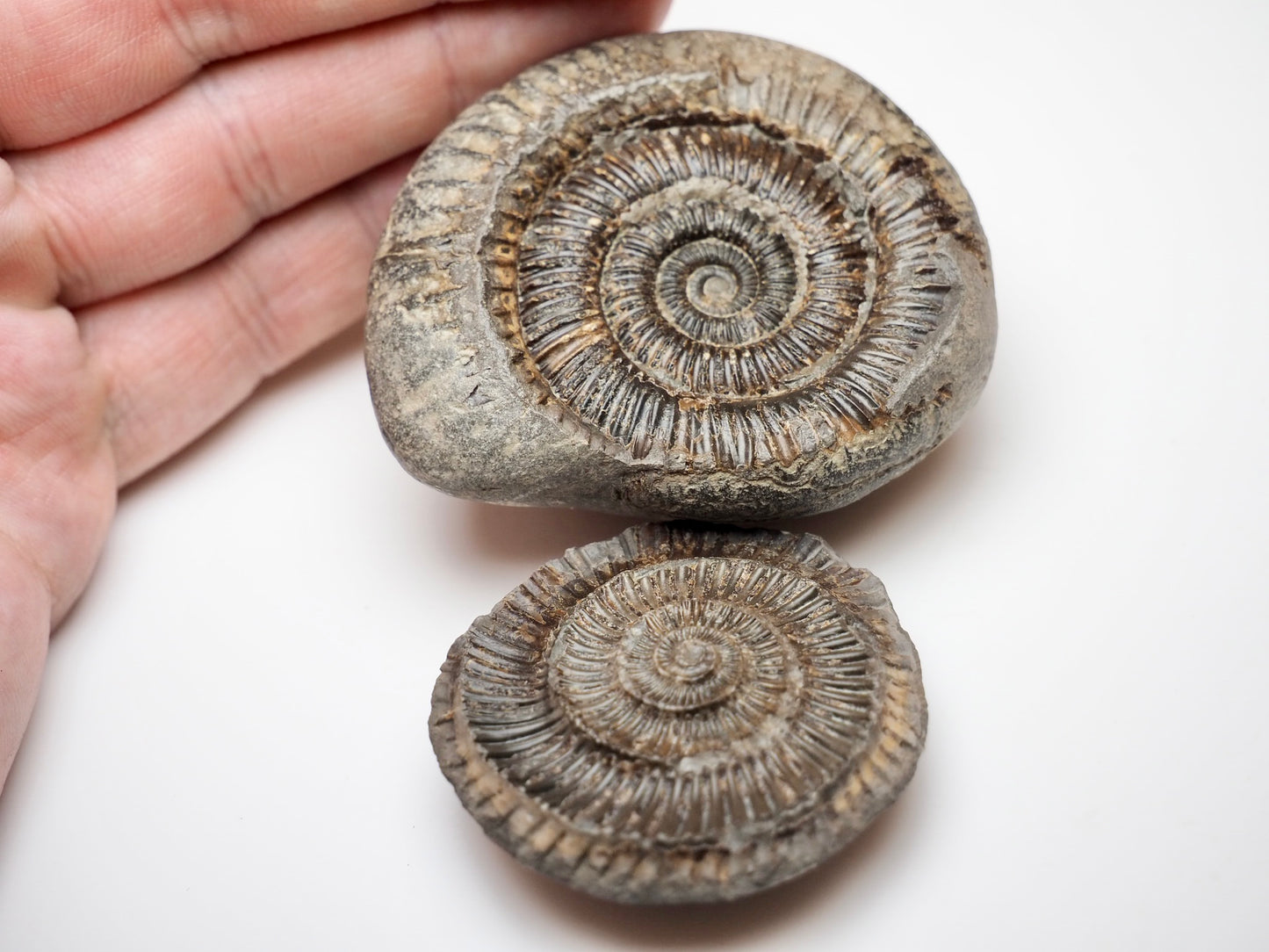Classic Dactylioceras Ammonite Split Pair Fossil Whitby Yorkshire Coast