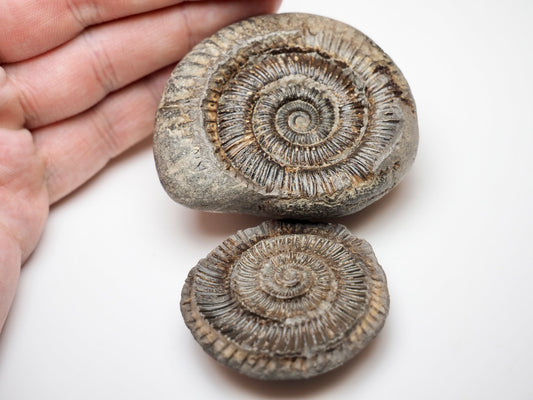 Classic Dactylioceras Ammonite Split Pair Fossil Whitby Yorkshire Coast