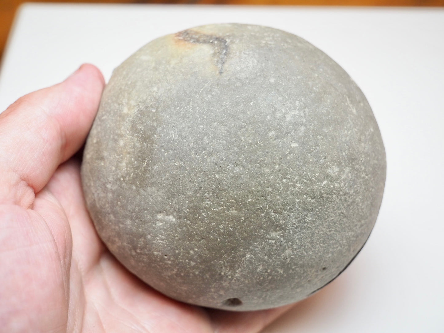 Whitby Jurassic Ammonite Split Pair – Dactylioceras Semicelatum