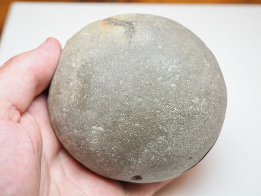 Whitby Jurassic Ammonite Split Pair – Dactylioceras Semicelatum