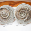 Whitby Jurassic Ammonite Split Pair – Dactylioceras Semicelatum