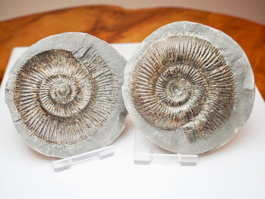 Whitby Jurassic Ammonite Split Pair – Dactylioceras Semicelatum