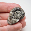 Whitby Jurassic Fossil – Small Gagaticeras Ammonite