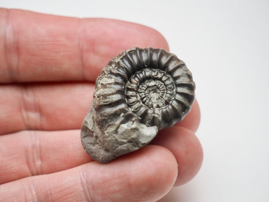Whitby Jurassic Fossil – Small Gagaticeras Ammonite