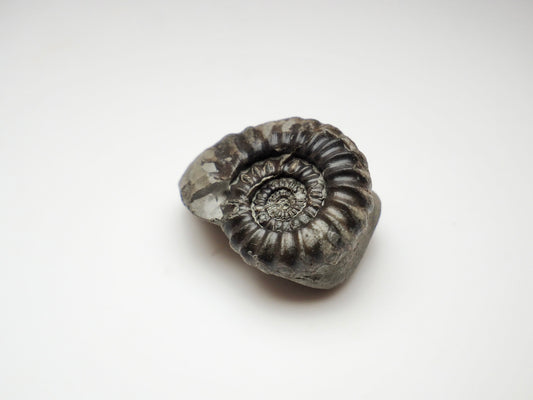 Whitby Jurassic Fossil – Small Gagaticeras Ammonite