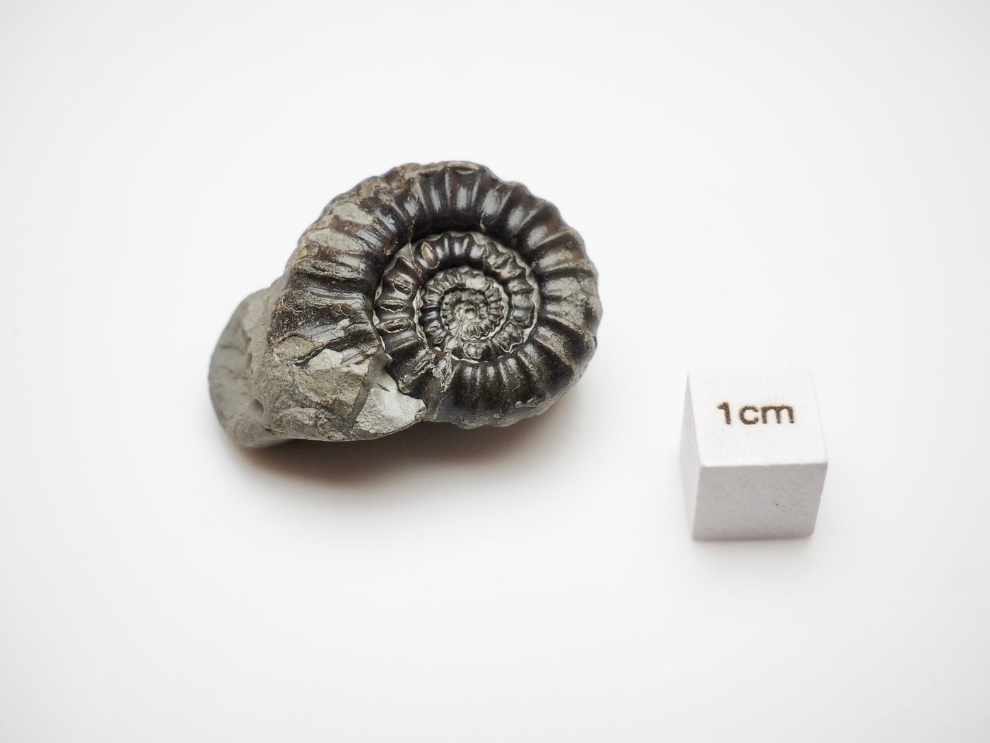 Whitby Jurassic Fossil – Small Gagaticeras Ammonite