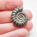 Rare Gagaticeras Fossil From The Yorkshire Coast Whitby