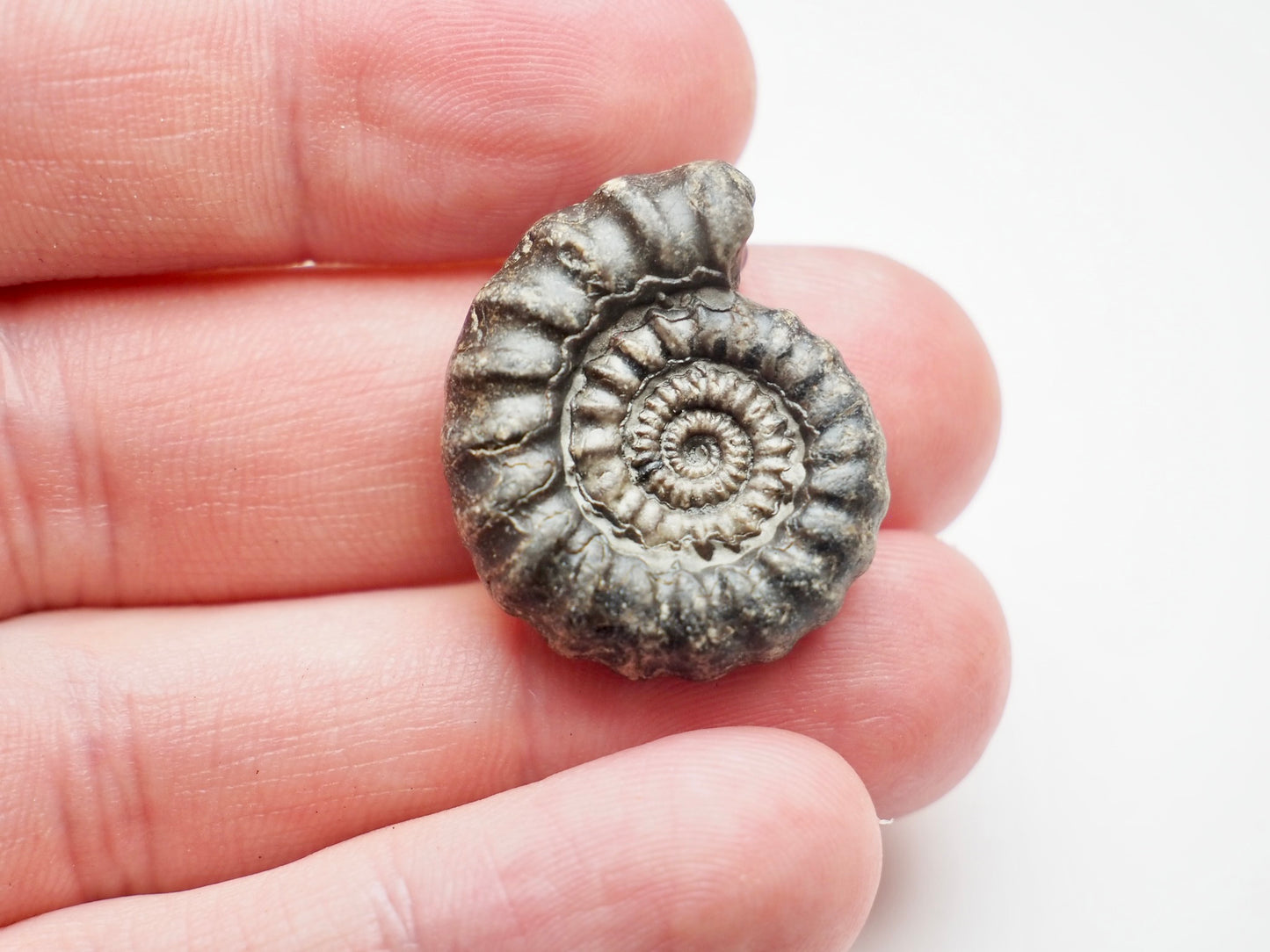 Rare Gagaticeras Fossil From The Yorkshire Coast Whitby