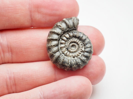 Rare Gagaticeras Fossil From The Yorkshire Coast Whitby