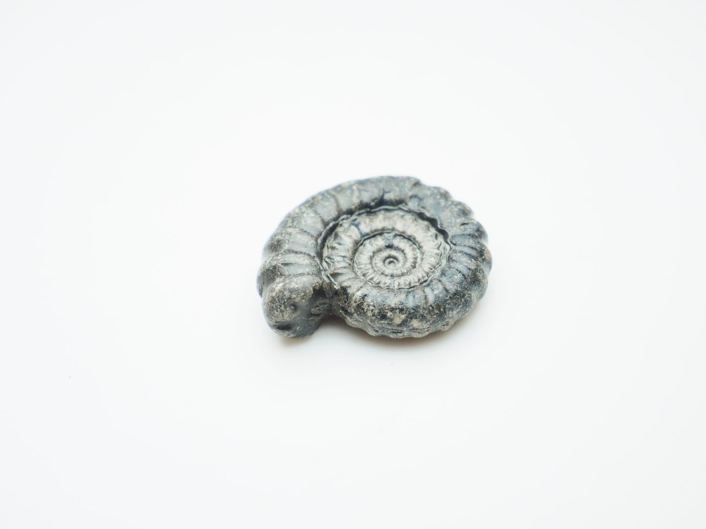 Rare Gagaticeras Fossil From The Yorkshire Coast Whitby