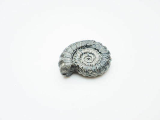 Rare Gagaticeras Fossil From The Yorkshire Coast Whitby
