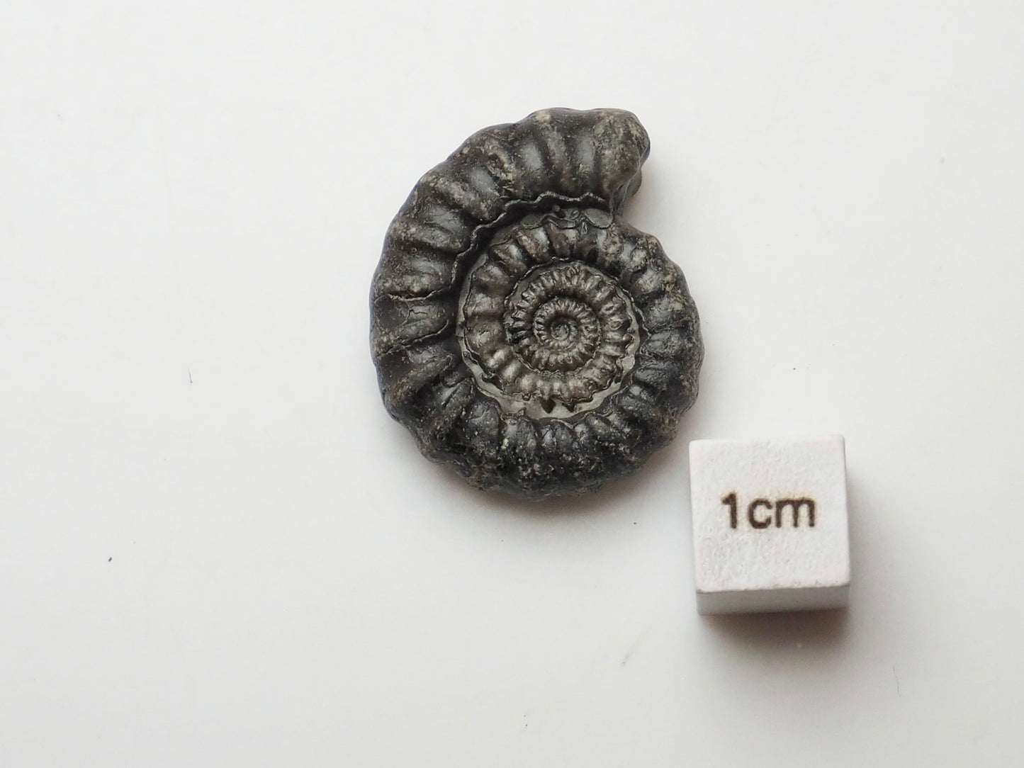 Rare Gagaticeras Fossil From The Yorkshire Coast Whitby