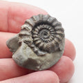Whitby Jurassic Ammonite Fossil – Gagaticeras