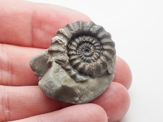 Whitby Jurassic Ammonite Fossil – Gagaticeras