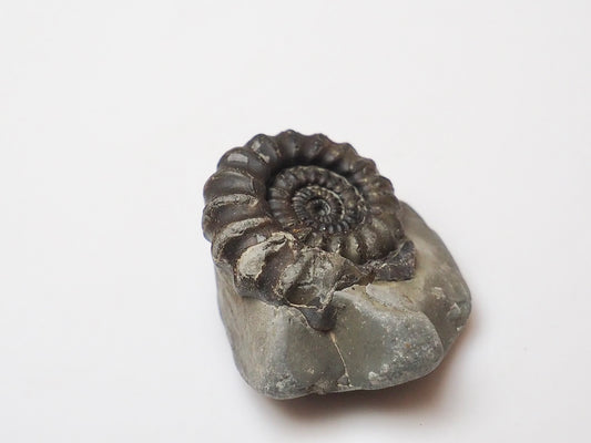 Whitby Jurassic Ammonite Fossil – Gagaticeras