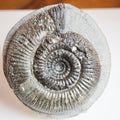 Large Dactylioceras Semicelatum Ammonite Fossil For Sale Whitby UK