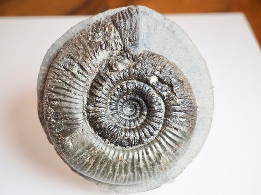 Large Dactylioceras Semicelatum Ammonite Fossil For Sale Whitby UK