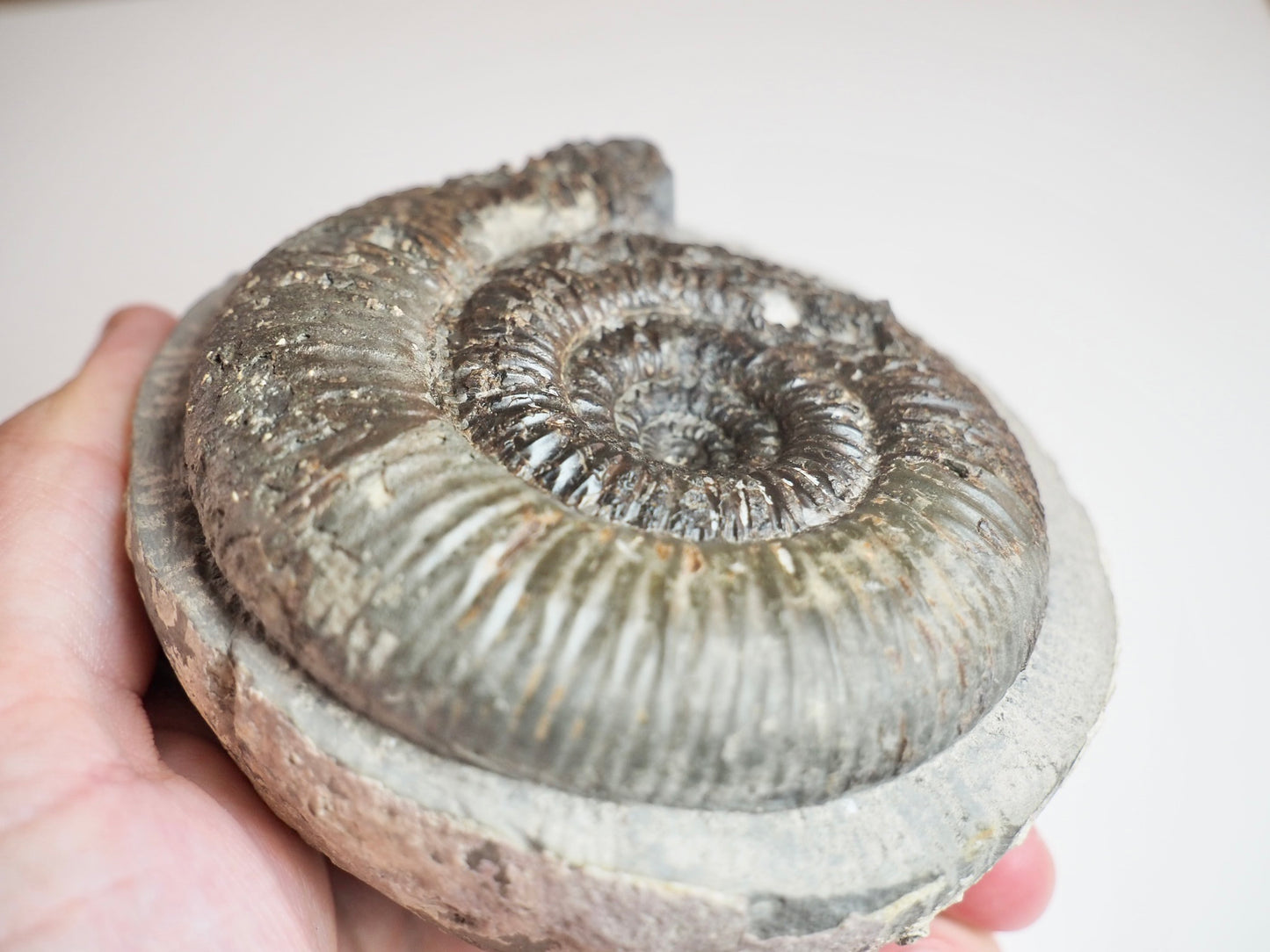 Large Dactylioceras Semicelatum Ammonite Fossil For Sale Whitby UK